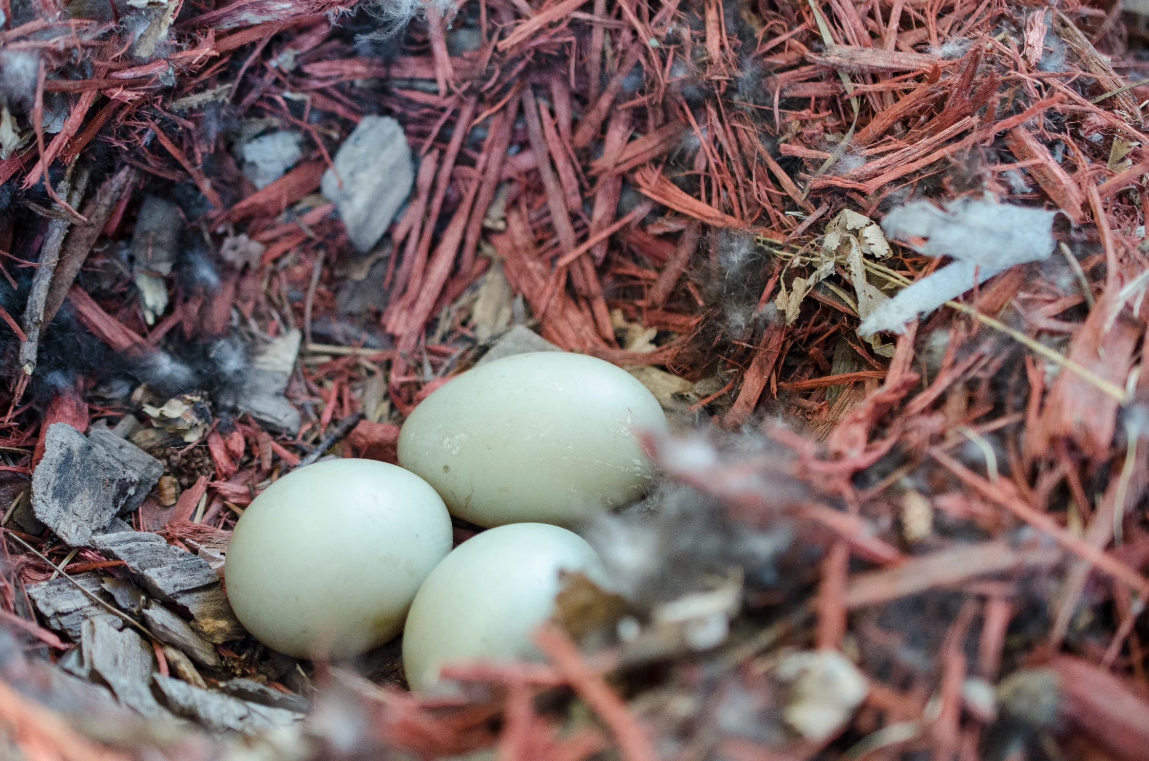 three birds are laying together in the nest