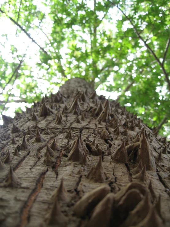 looking up at a tree's bark, revealing the leaves