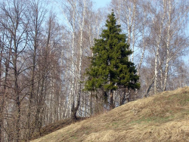a lone tree on a grassy hill in the woods