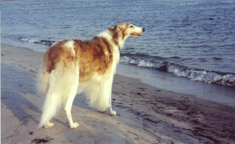 a dog standing on the beach looking out to the water
