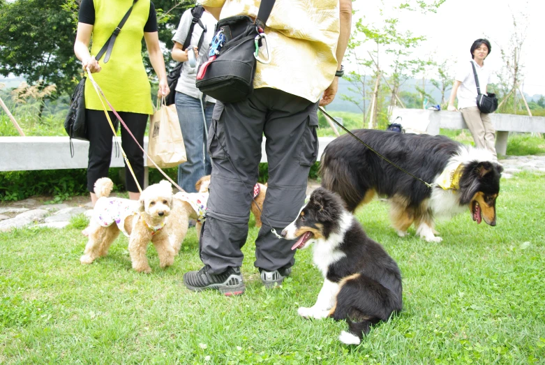 people and two dogs with their owners in the park