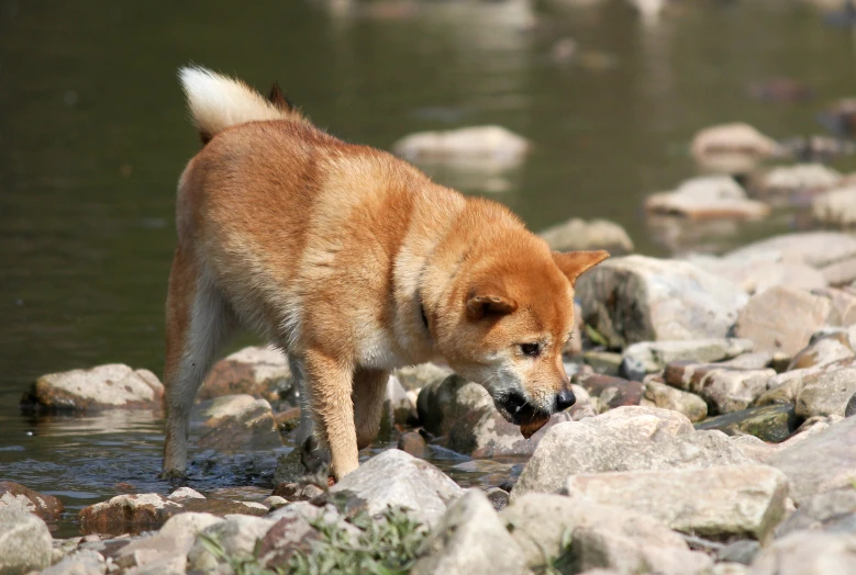 a brown dog standing next to rocks and water