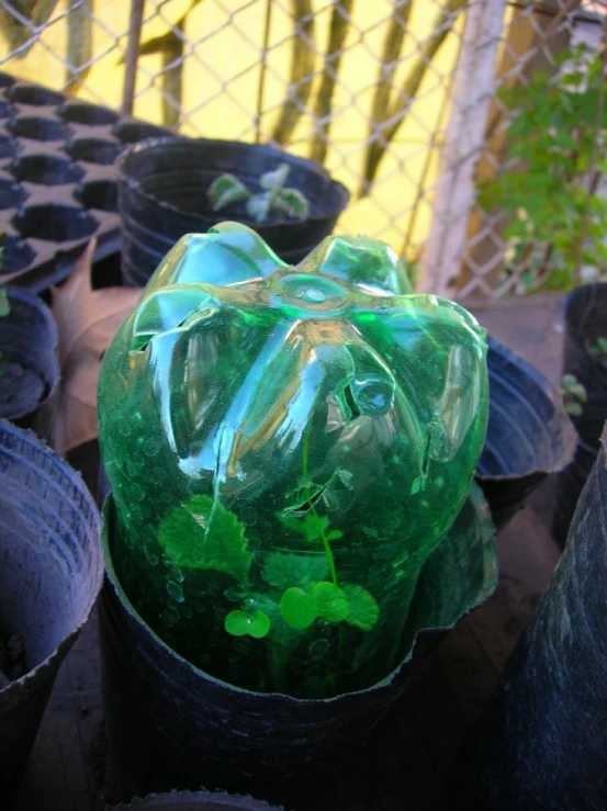 an image of a green plant in plastic containers