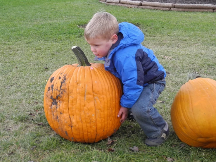 a  touching the top of two pumpkins