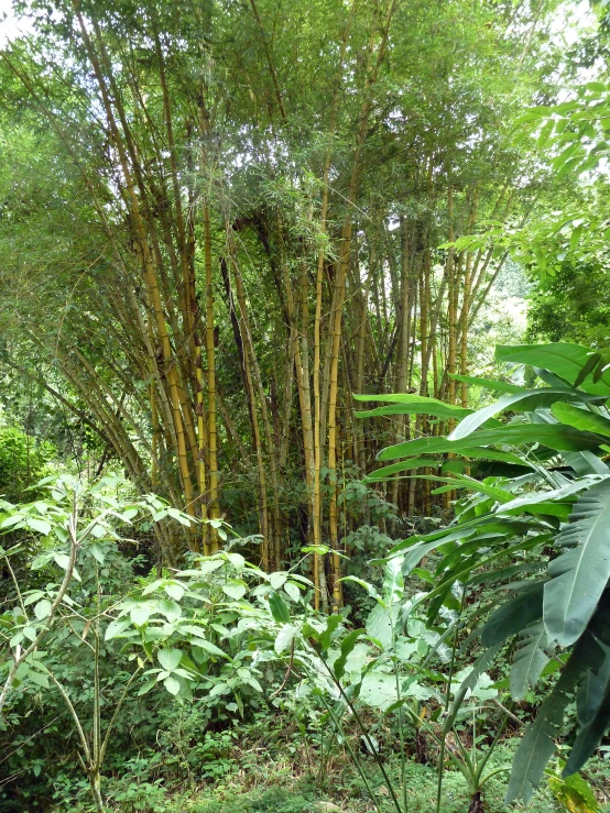 a large group of trees in a jungle