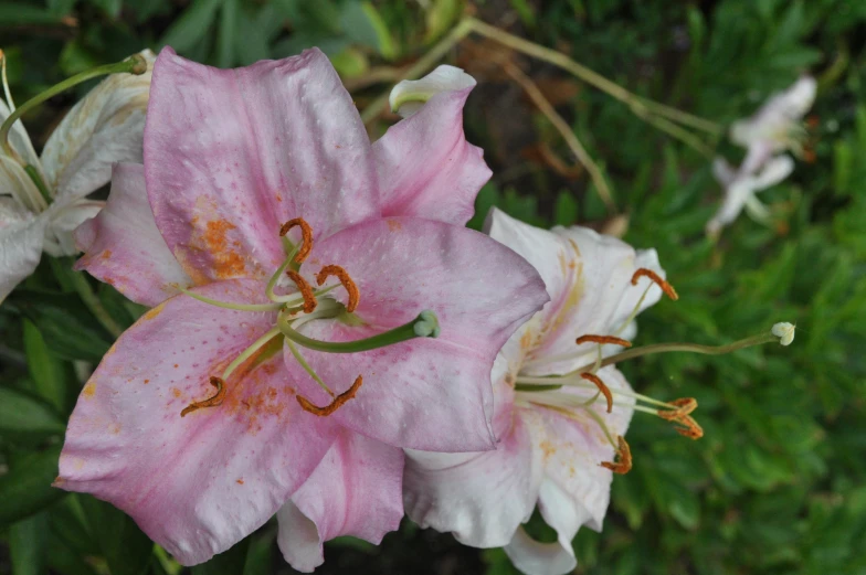 a close up of some pink flowers near one another