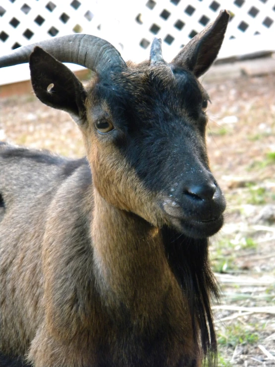a close up of a goat looking to its right