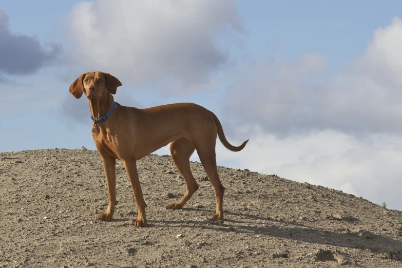 a very cute brown dog standing on top of a hill