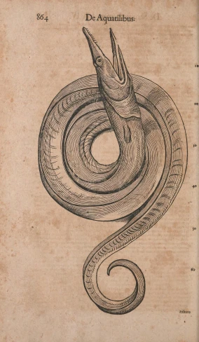 an illustration of a snake curled up in spiral shapes
