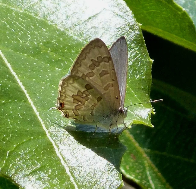 a close up of a erfly on a leaf