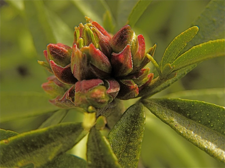 an open leaf with some red flowers on it