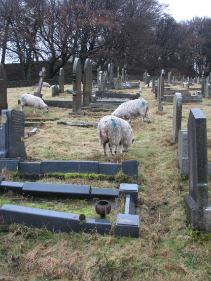 sheep grazing on the grass in a cemetery