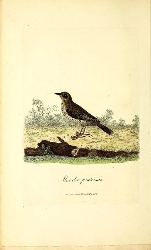 a bird is on the ground in a field