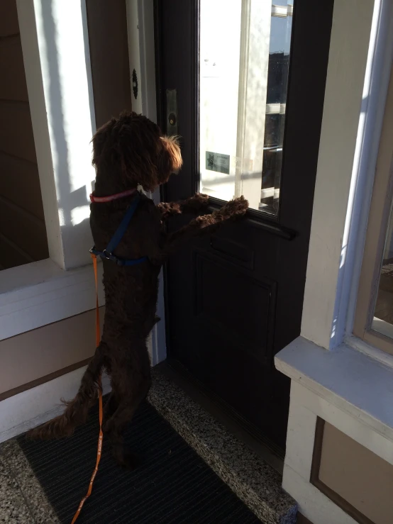 a dog is standing on its hind legs and has his back paws in the door of a home