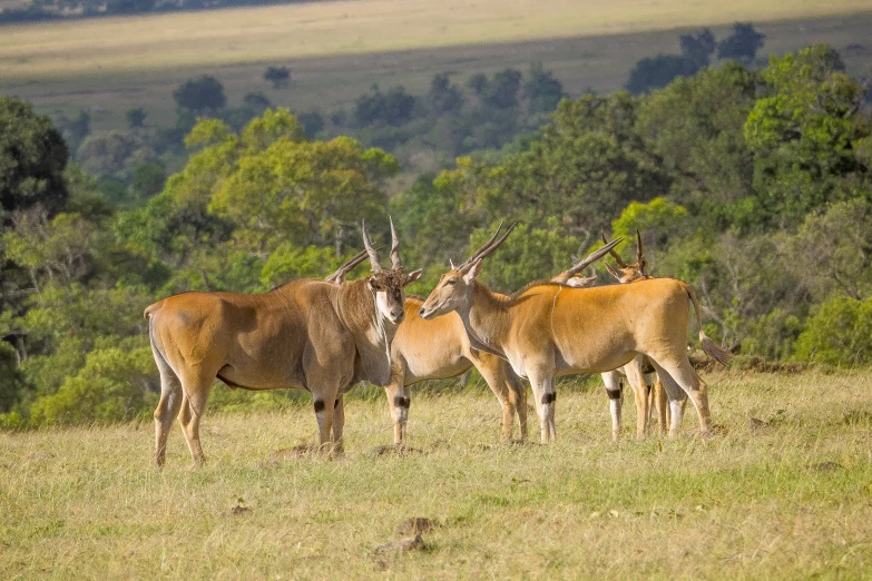 a herd of deer standing on top of a grass covered field