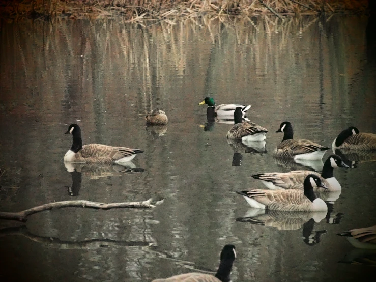 some ducks are on the water near some twigs