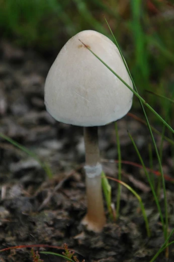a single white mushroom sitting in the dirt