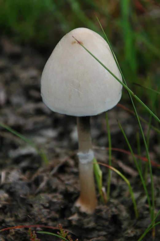 a single white mushroom sitting in the dirt