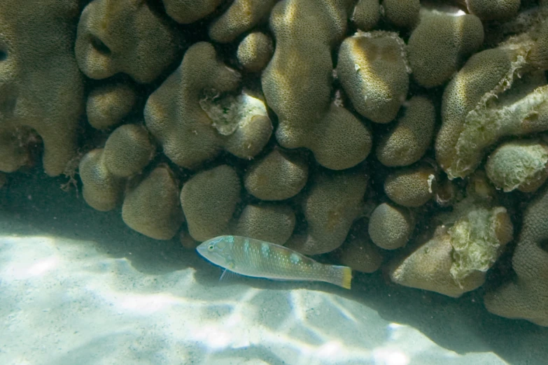 a small fish swimming in clear water under some coral