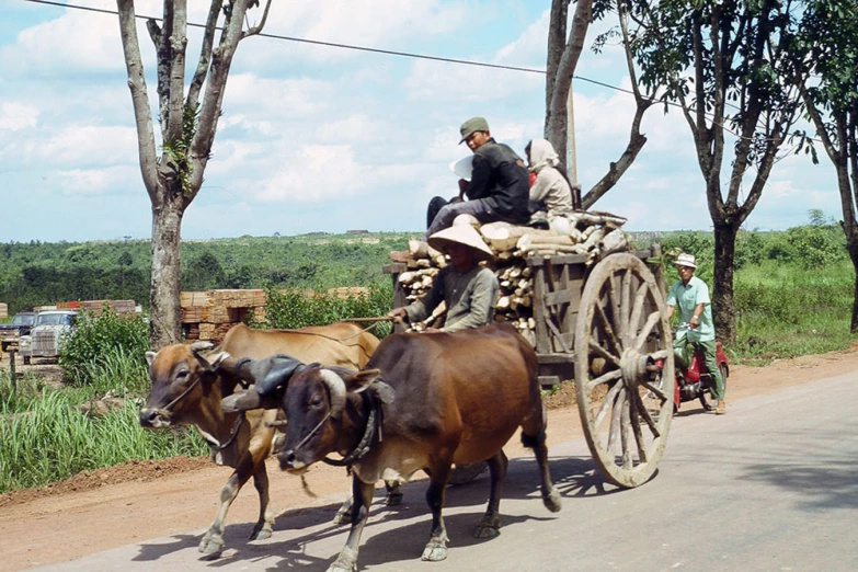 people on wooden cart with animals in street