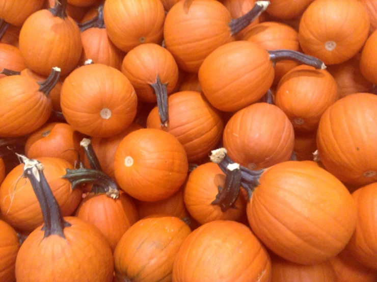 a lot of orange gourds sitting next to each other