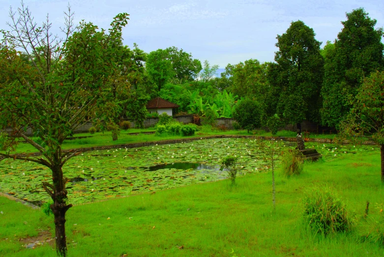 a lush green field with water lilies