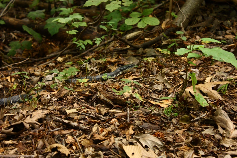 a snake that is laying down on some dry leaves