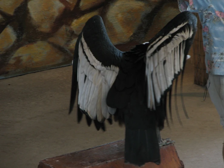 a large black bird with white feathers on its wings