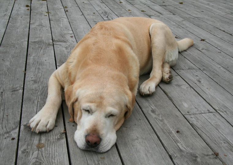 a tan dog laying on a wooden deck