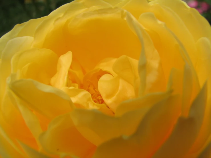 a close up po of the center of a yellow flower