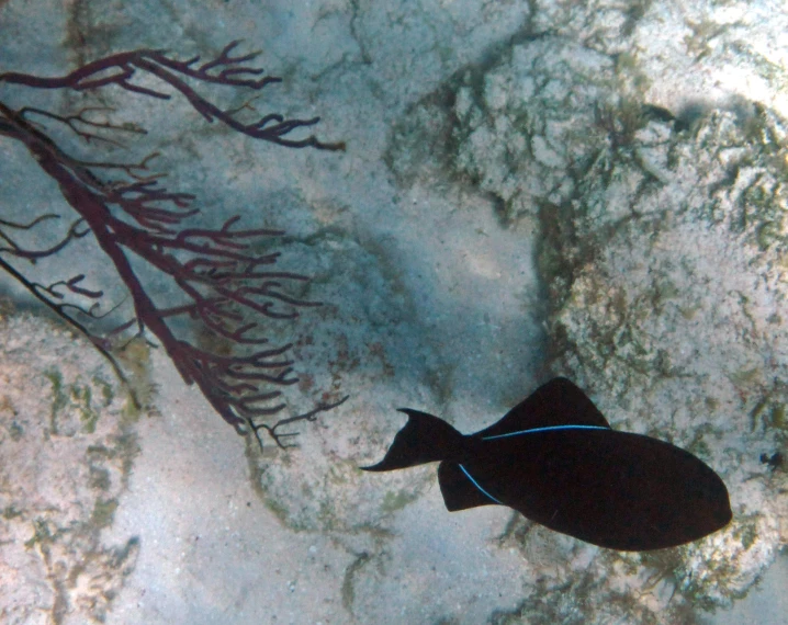 a single black fish with an azure tail swimming in the ocean