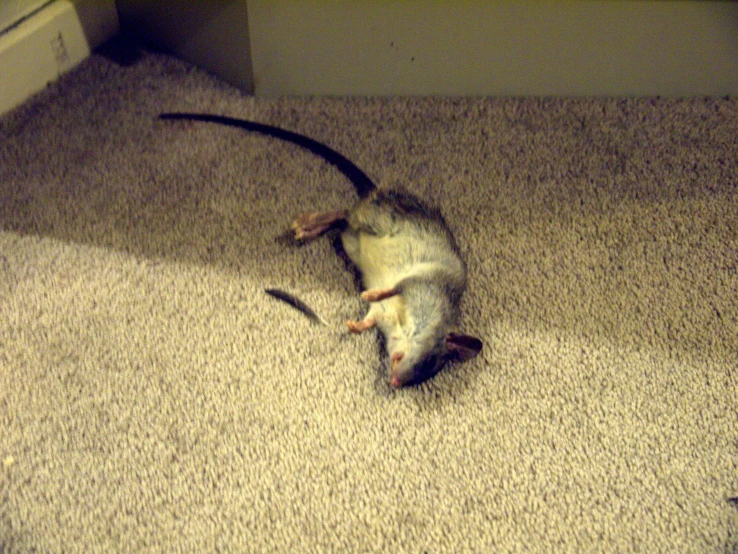 a mouse crawling around on the floor in a room