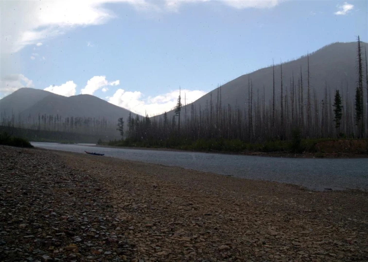 trees without leaves are in the area of the shoreline