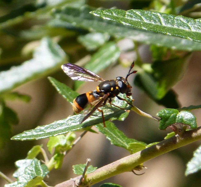 a small bee sitting on top of a green leaf