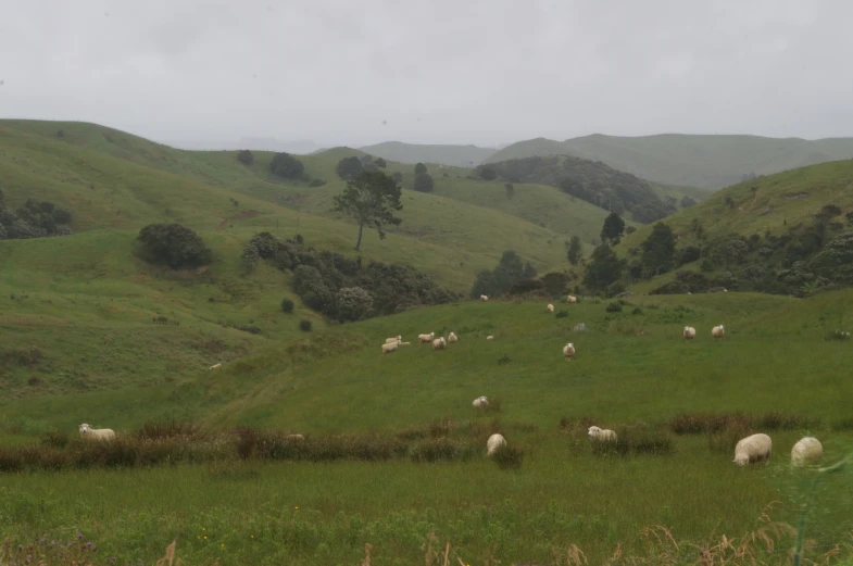 a lush green hillside filled with lots of sheep