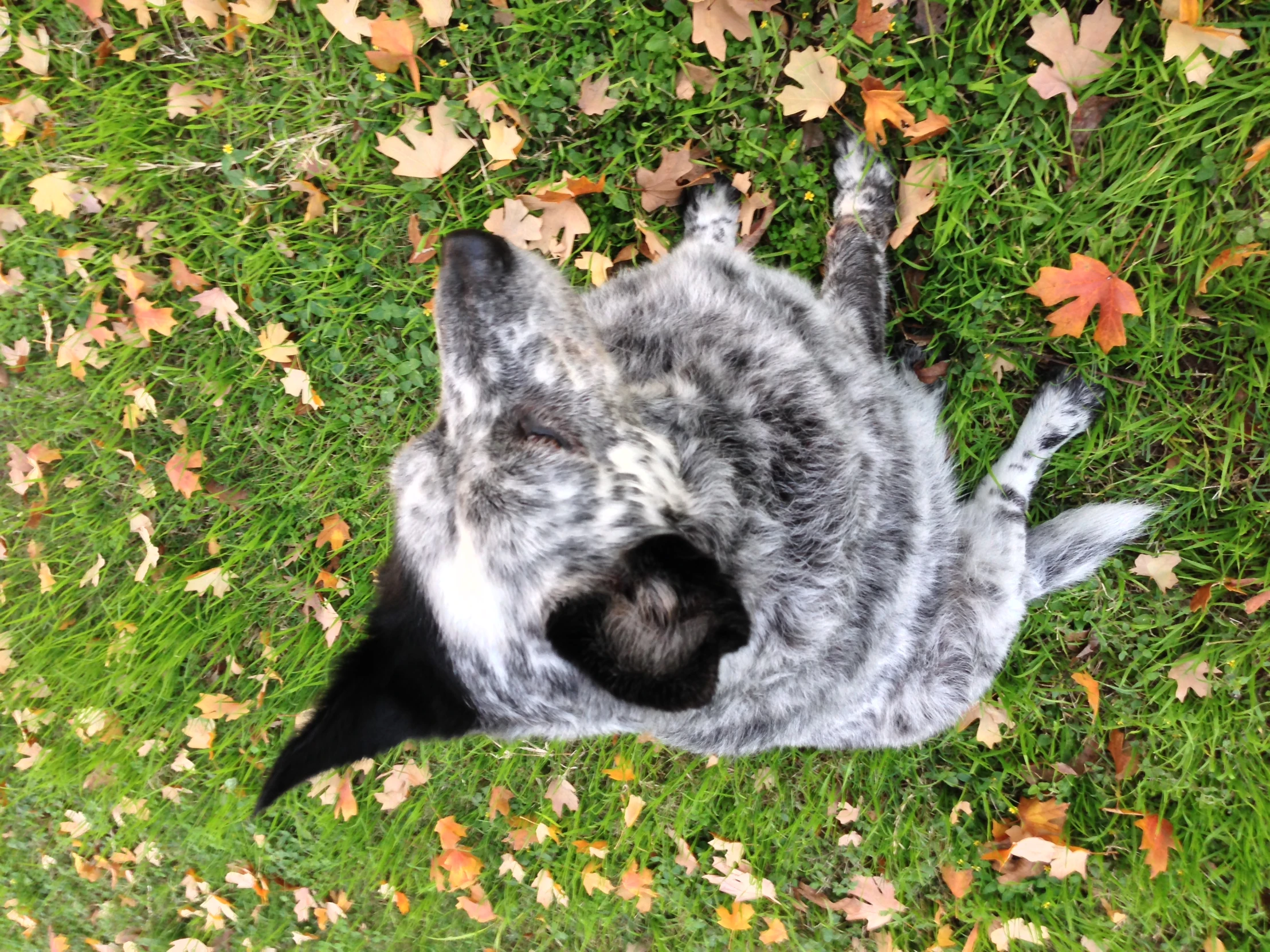 a dog laying down in some grass with its head tucked in the back