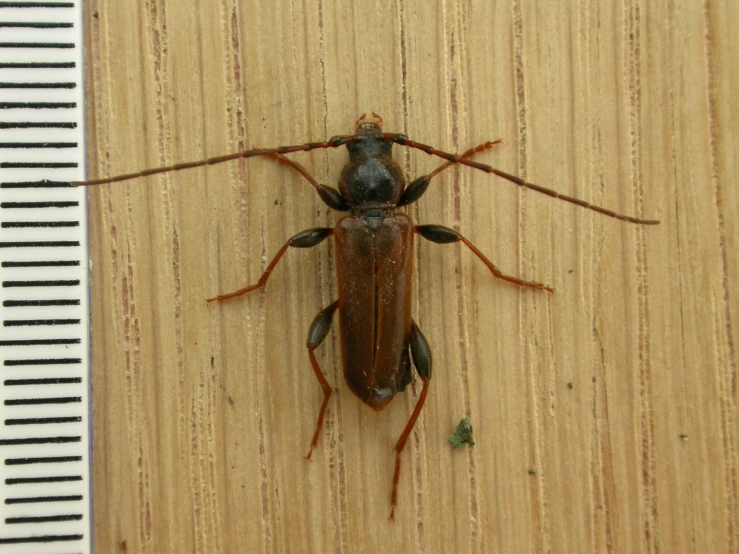 an image of a bug on a wooden surface