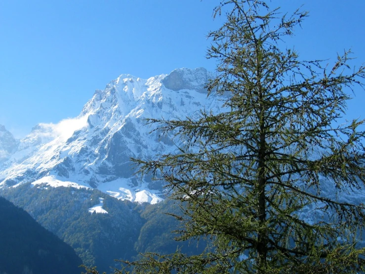 the tree is covered in snow at the top of a mountain