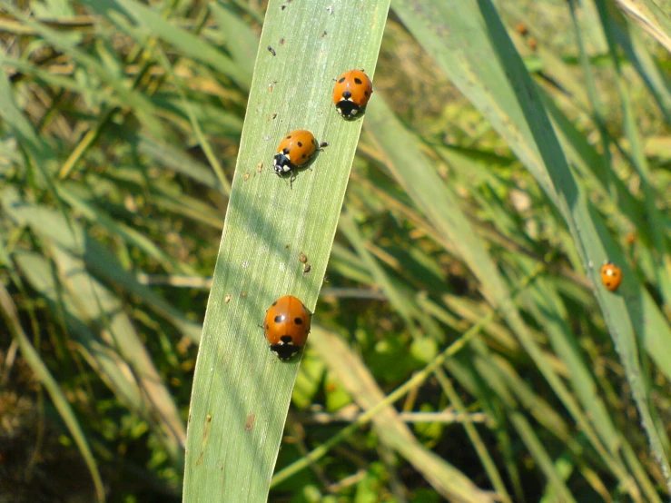 four ladybirds sit on a stem near the grass