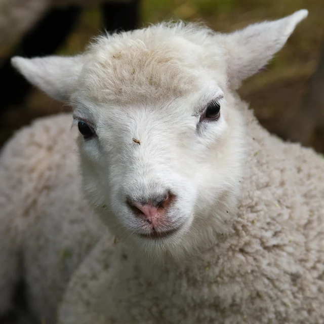 the young white sheep looks straight ahead