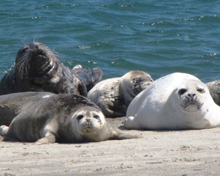 some harbor sealions are on the beach and one is smiling