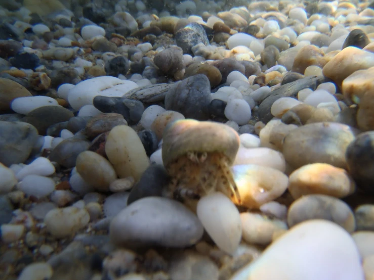 a view of rocks and pebbles from underwater