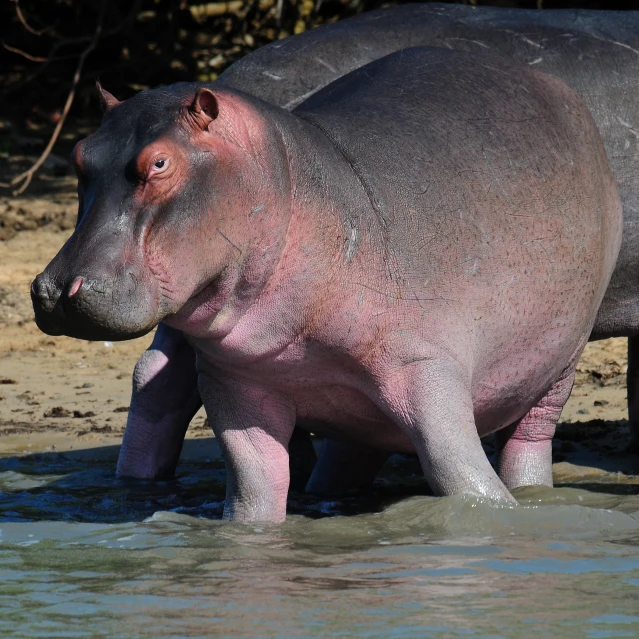 a hippo in water, with one arm raised, looking into the water