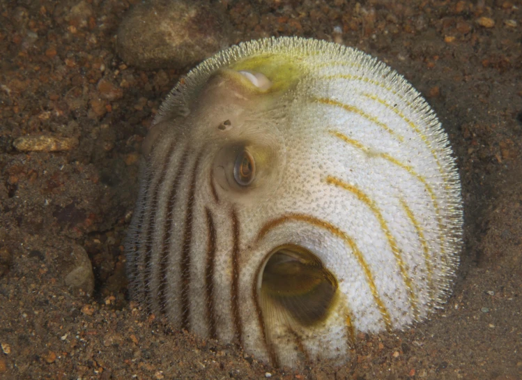 a sea urchin lying on the sand under a boat