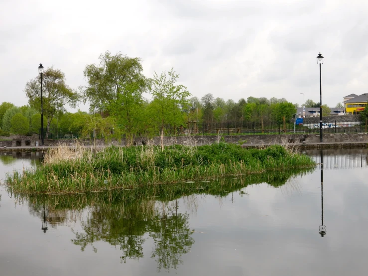 the water is very still and green in this picture