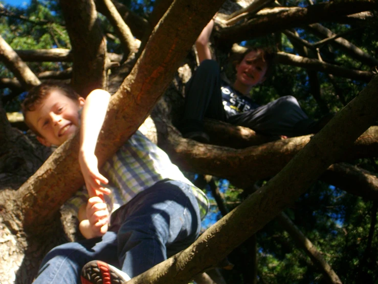 two boys are up in a tree on the same side