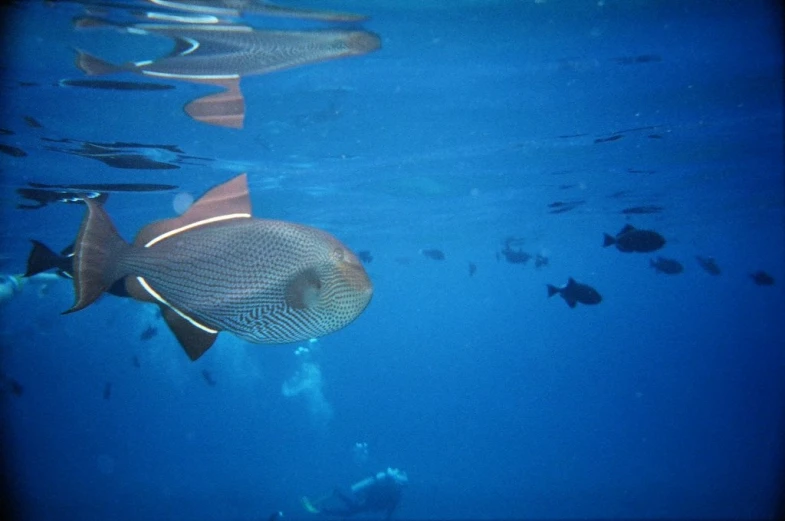 a fish is seen looking at its reflection