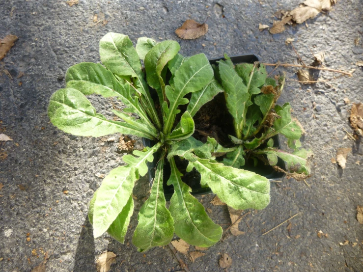 the leafy plants growing from the ground are being grown in the park