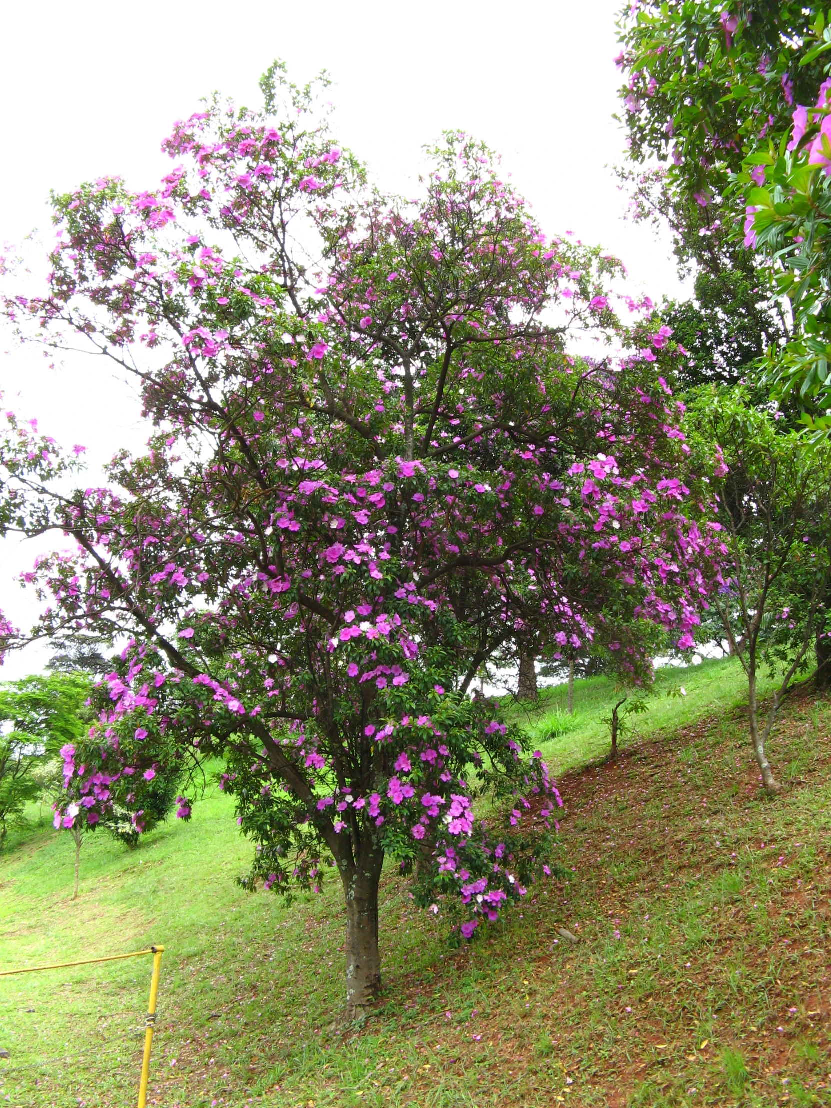 pink flowers bloom on the ground at this park