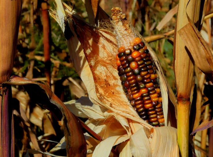 closeup view of an ear of corn against a blurry background